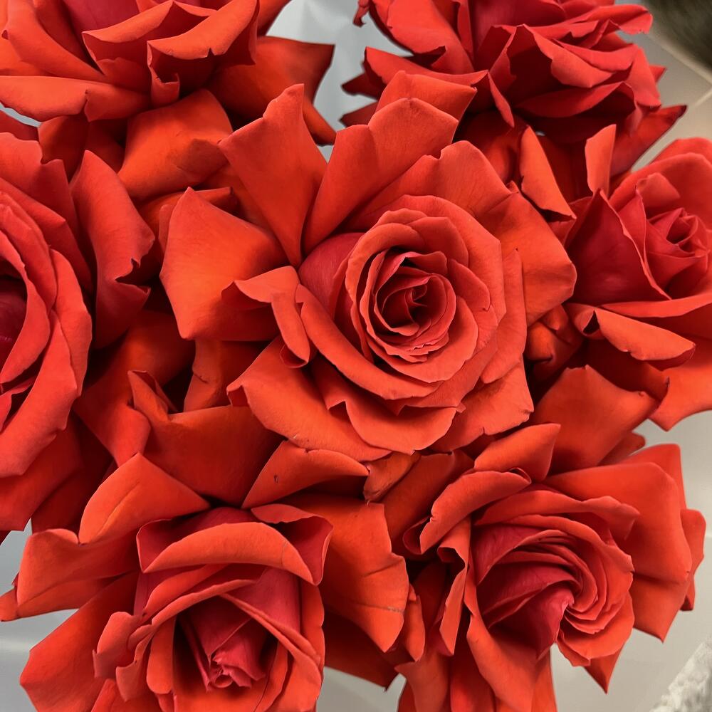 Тот самый всеми любимый сорт!  🌹 Nina — наша яркая и стойкая алая классика