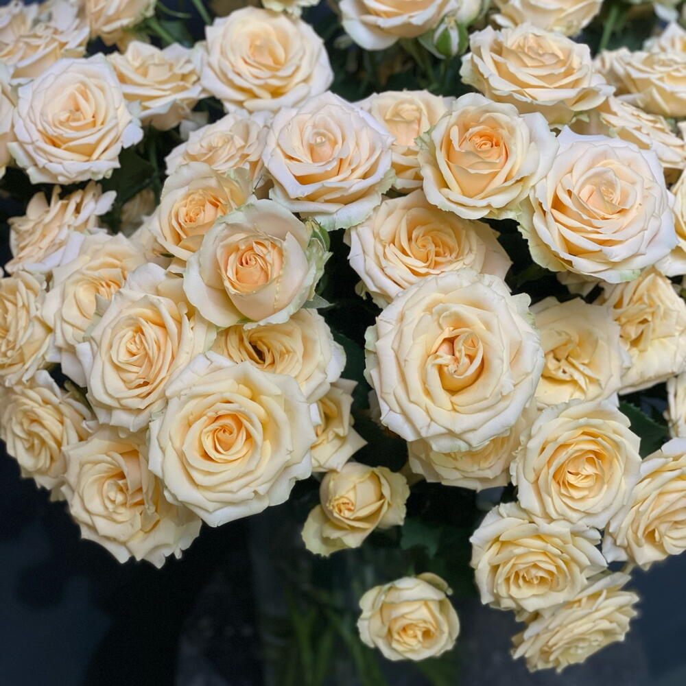 Роза кустовая 💛