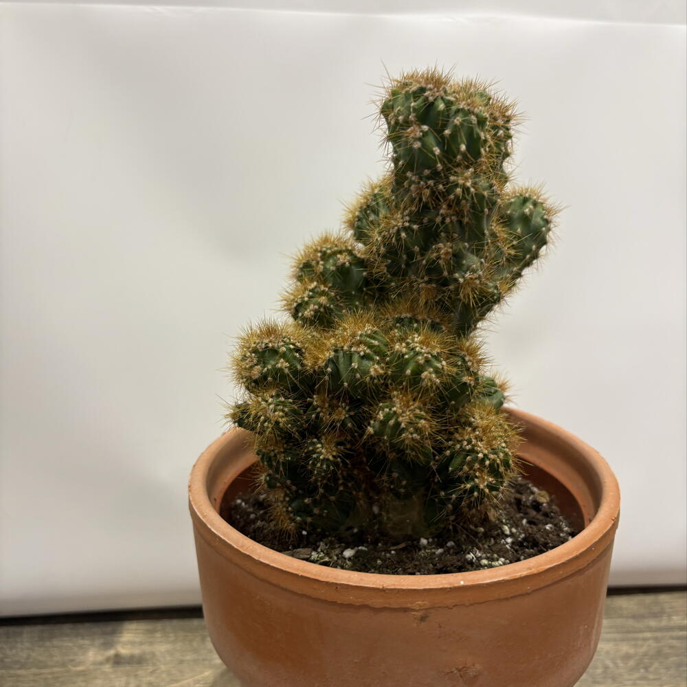 Кактус