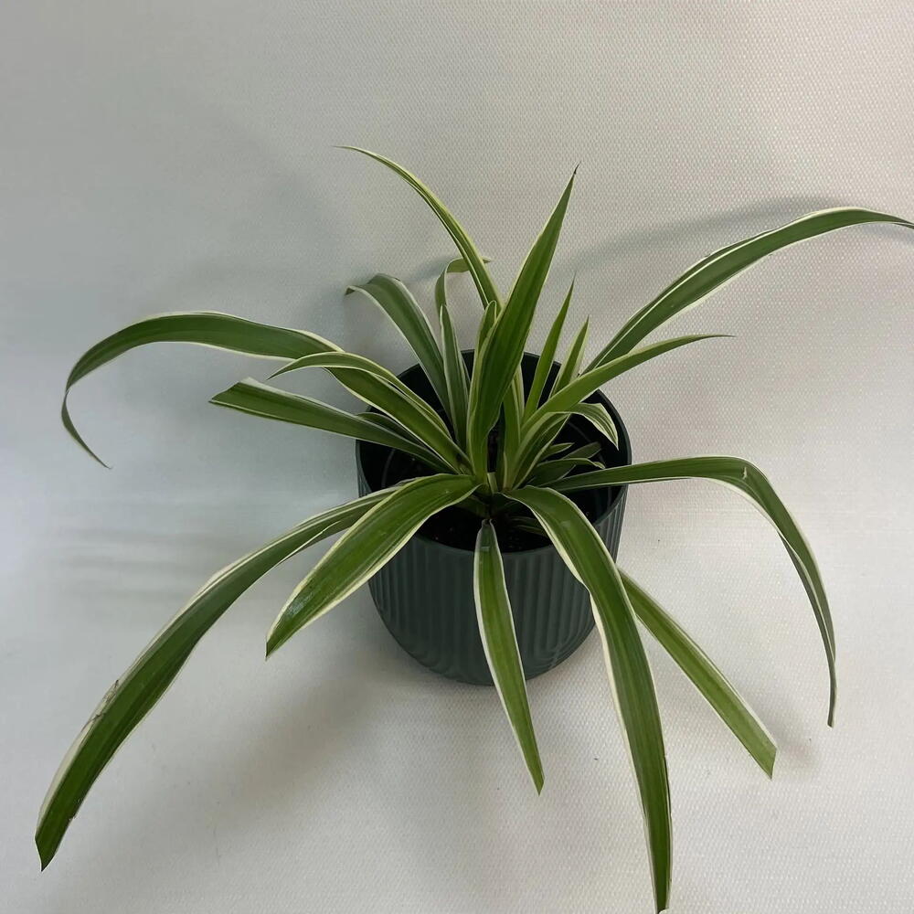 Хлорофитум / Chlorophytum