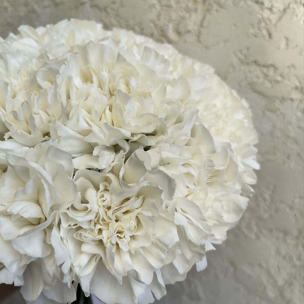 Bridal bouquet with white dianthus