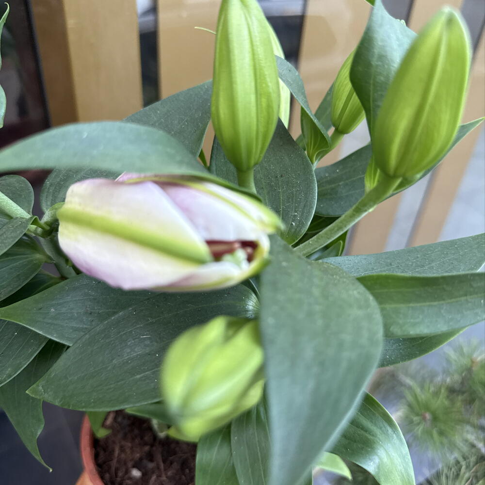 Лилия / Lilium