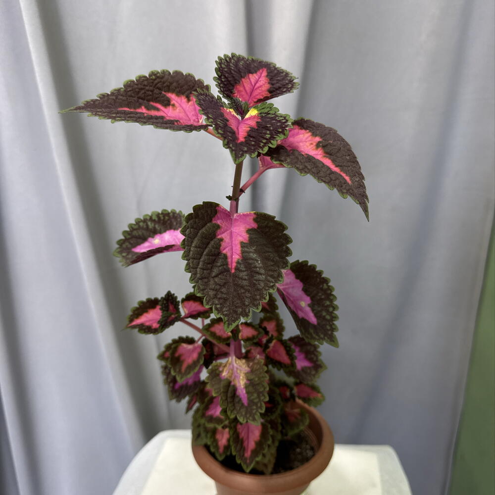 Coleus