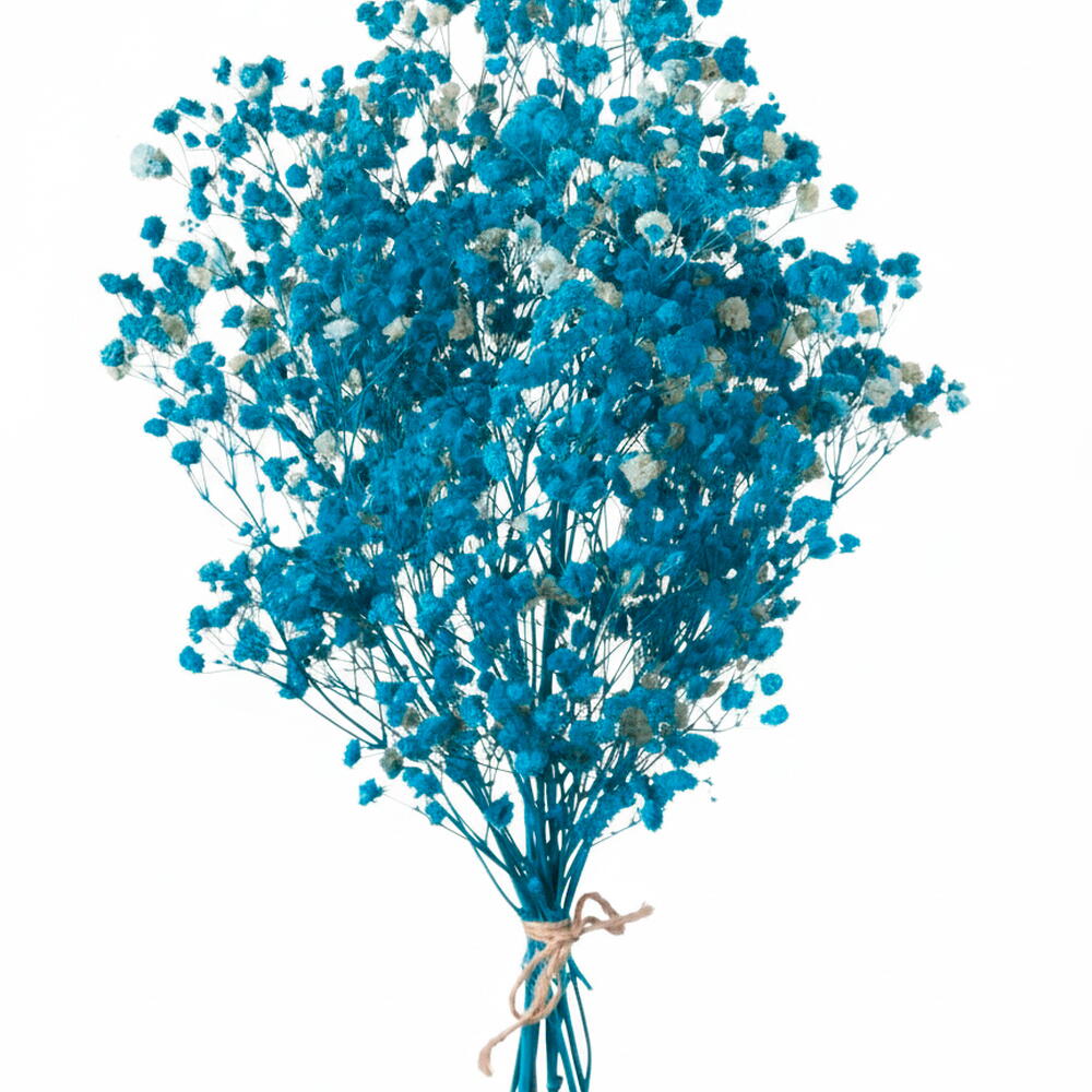 Гипсофила ярко-бирюзовый 100 - 115 г. Первый сорт - стабилизированная