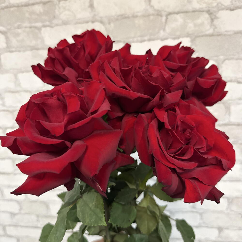 5 французских роз