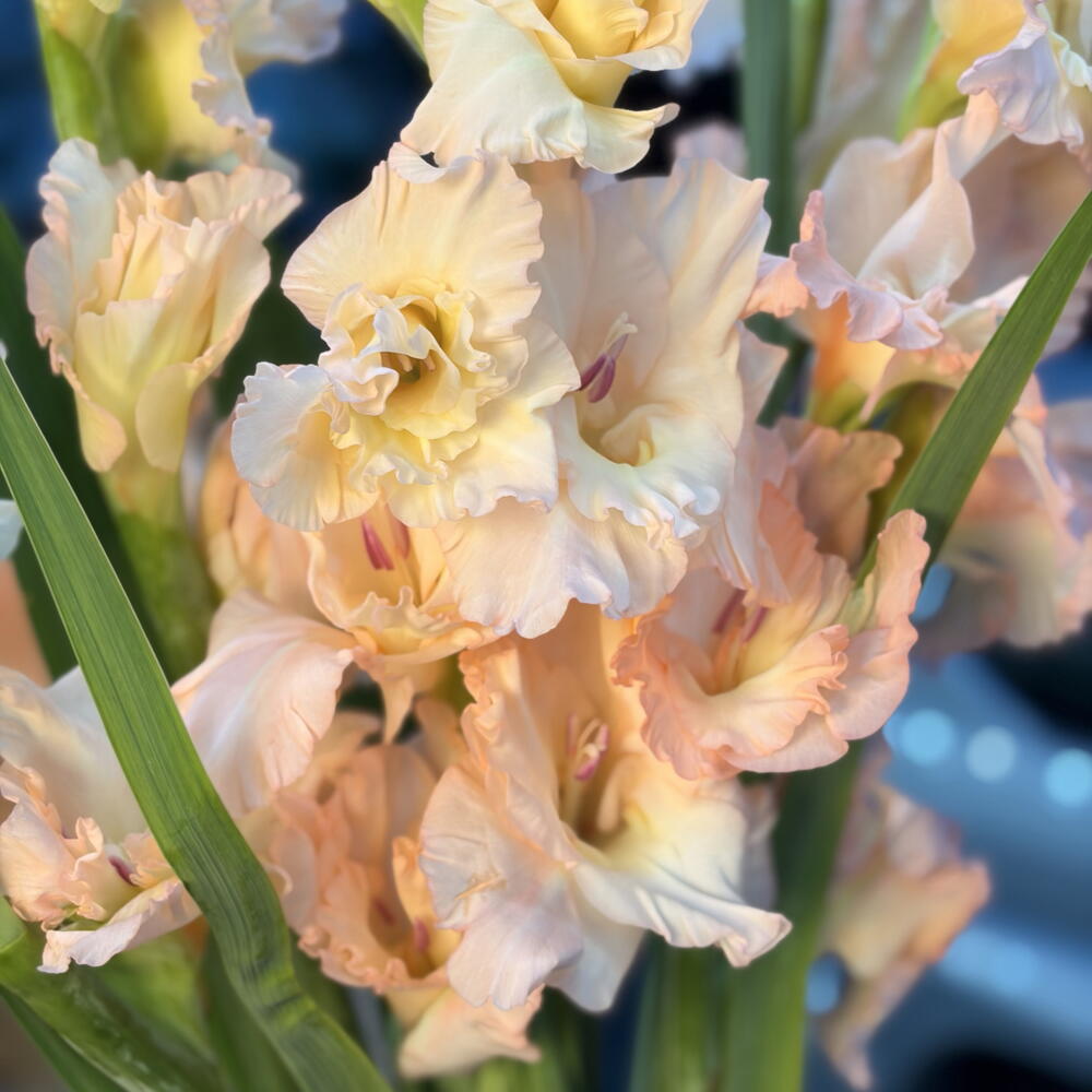 Гладиолусы 11 шт