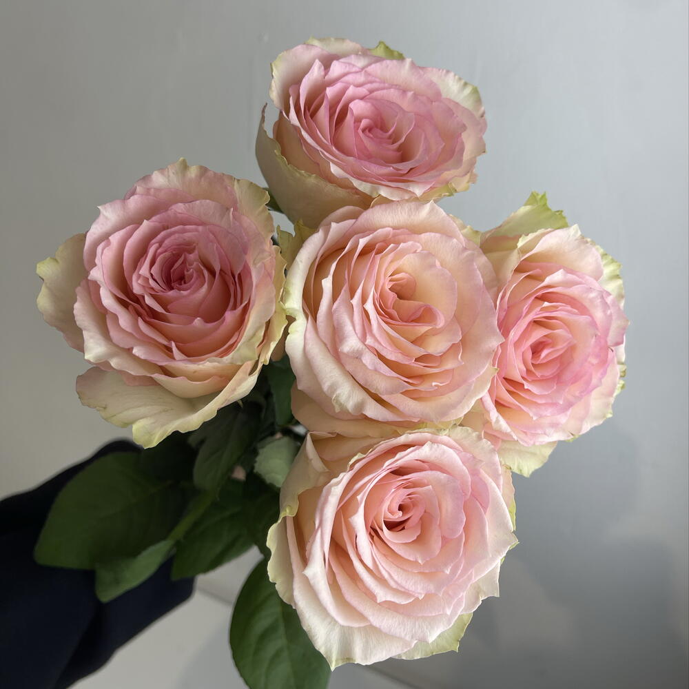 Розы нежные 🌸5