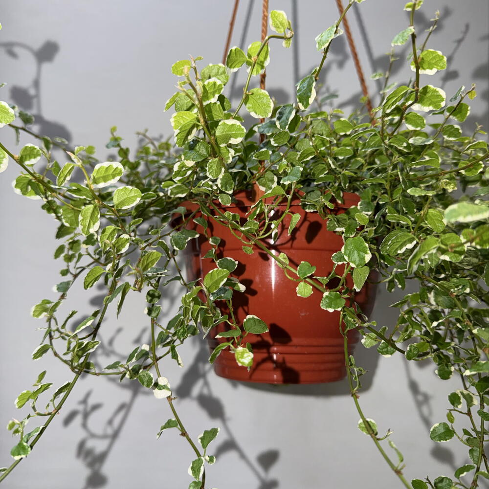 🌿 Фикус пумила Variegata