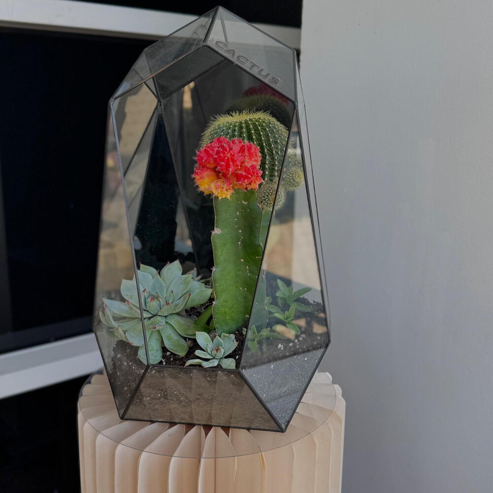 The author's florarium XXL