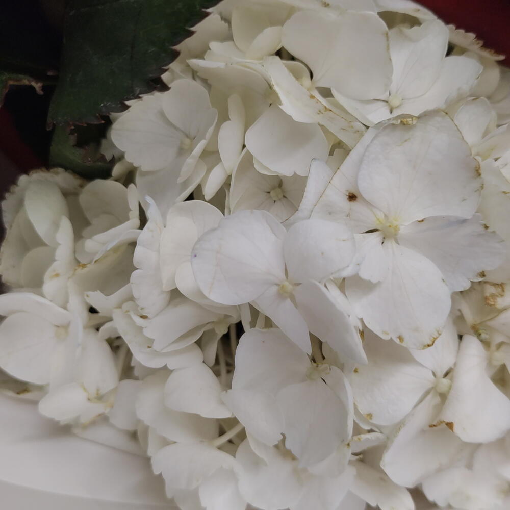Букет"страсть"🌸