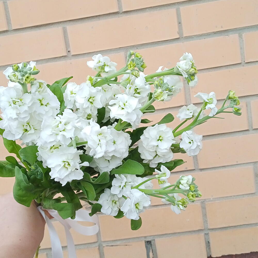 Мона букет с Маттиола
