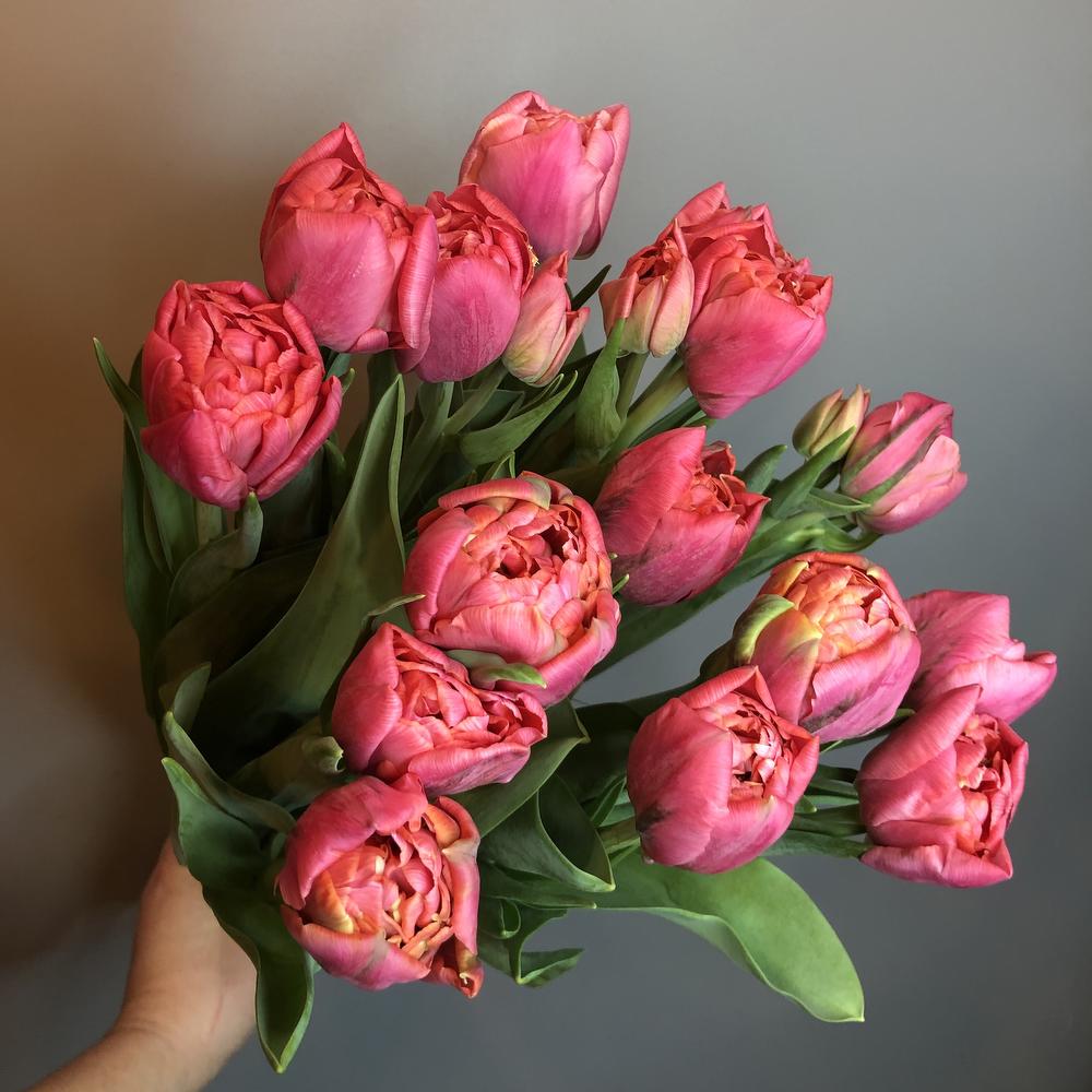 Tulips