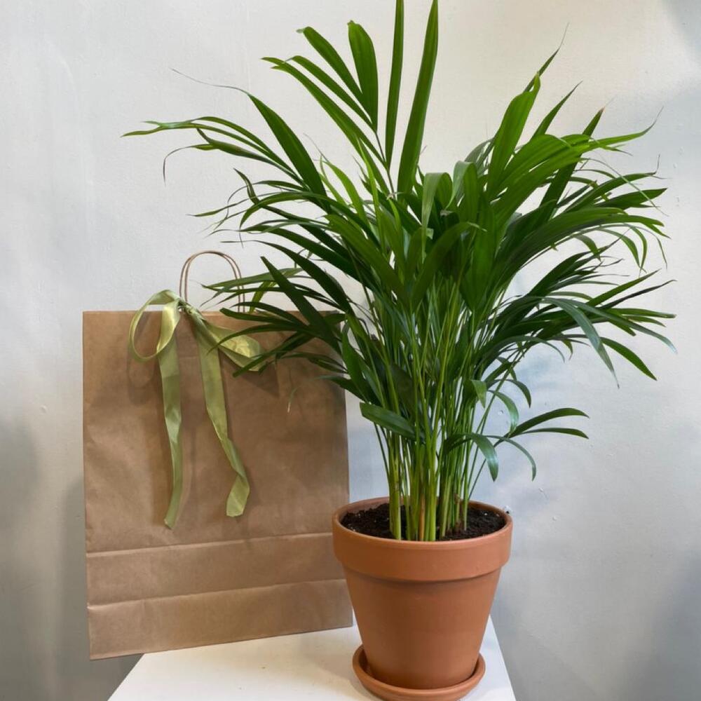 Комнатное растение Пальма Хризалидокарпус, Live plants Saint Petersburg ...