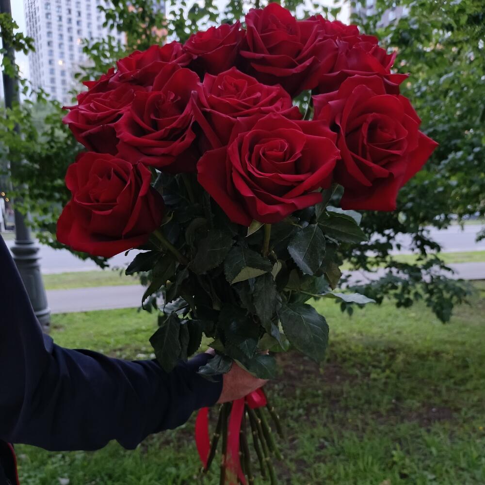 Роза Эксплоер