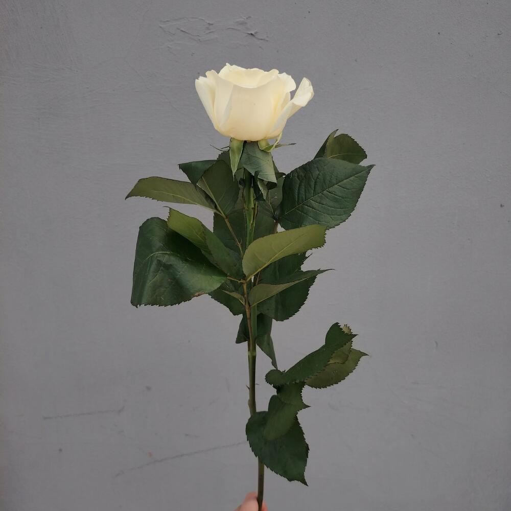 Роза белая
