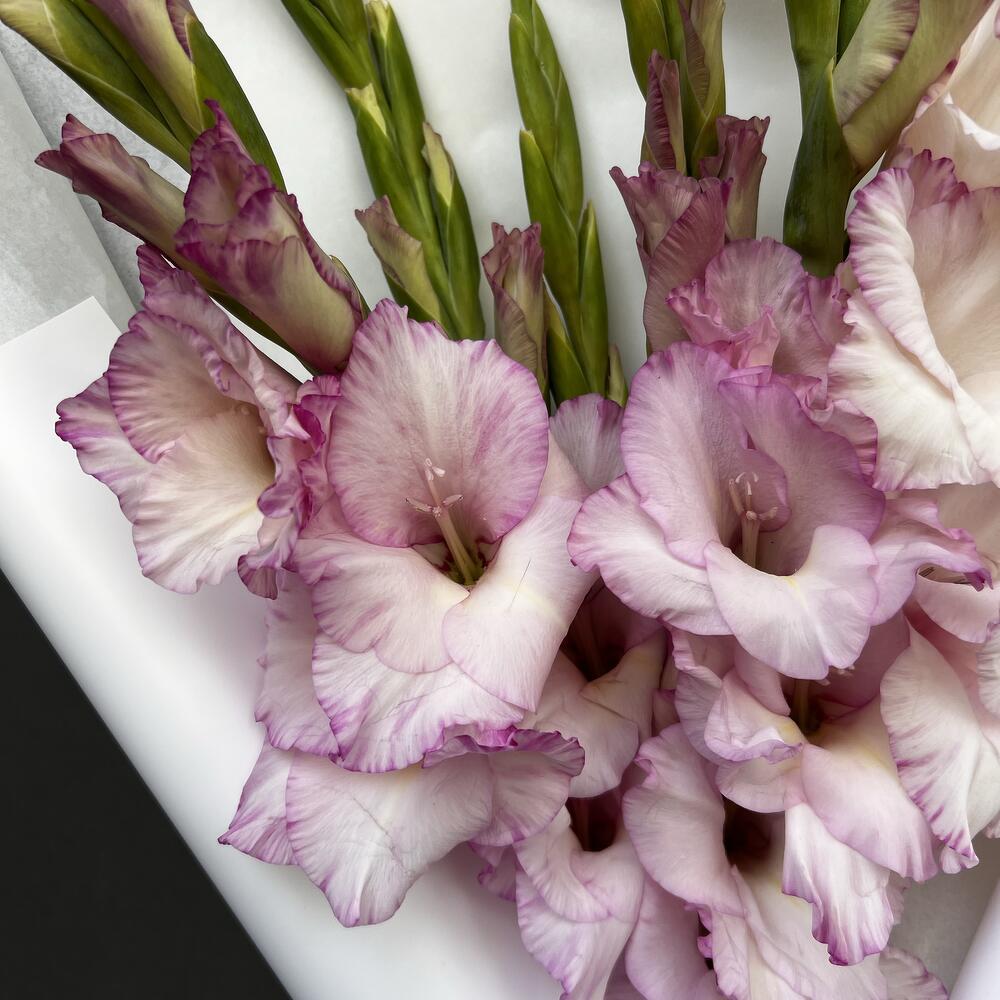 POWDER DREAM OF GLADIOLUS