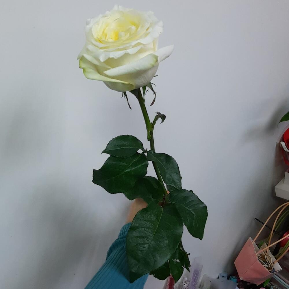 Роза Кэндллайт (candlelight)
