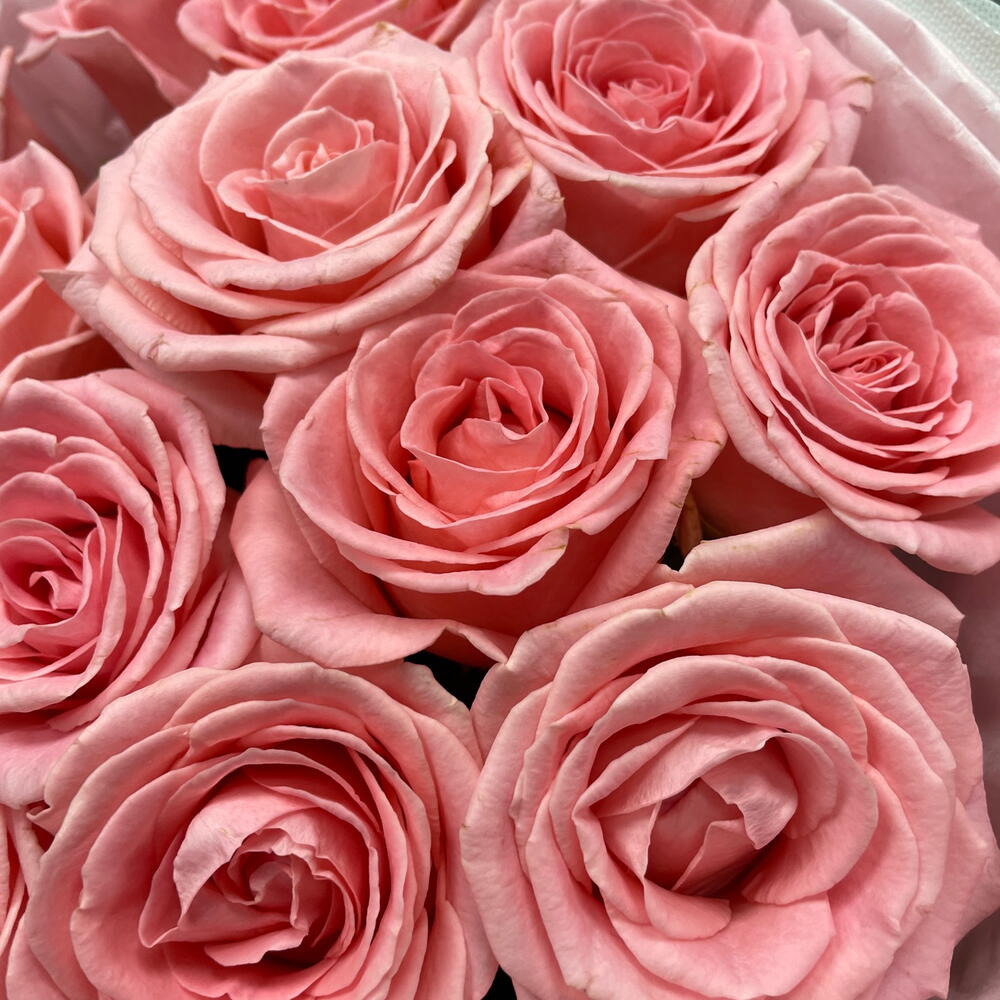 Нежность 💗 моно из 15 роз Софи Лорен