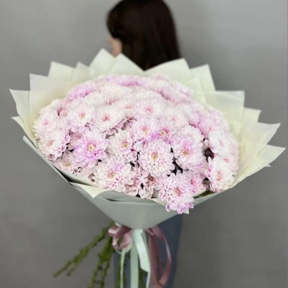 Қызғылт хризантема