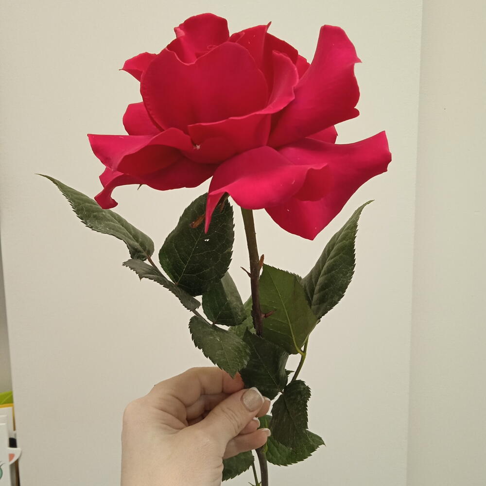 Бали
