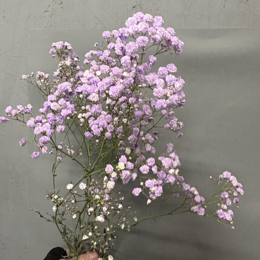 Гипсофила лавандовая💜