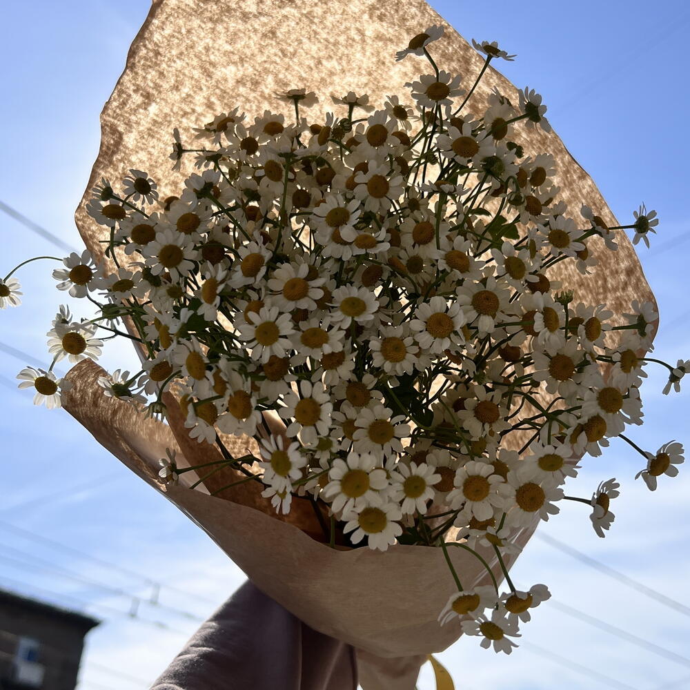 Летние ромашки