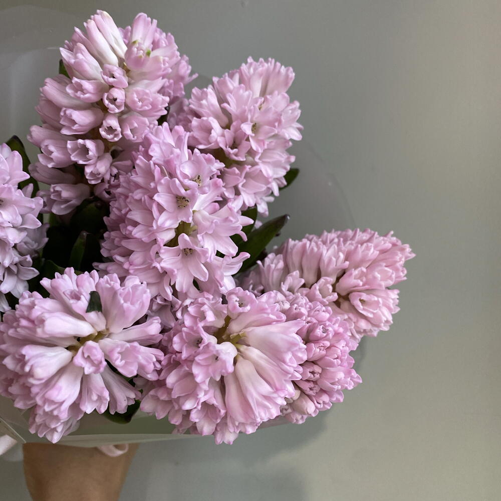 Гиацинты розовые 💗 букет из 9шт