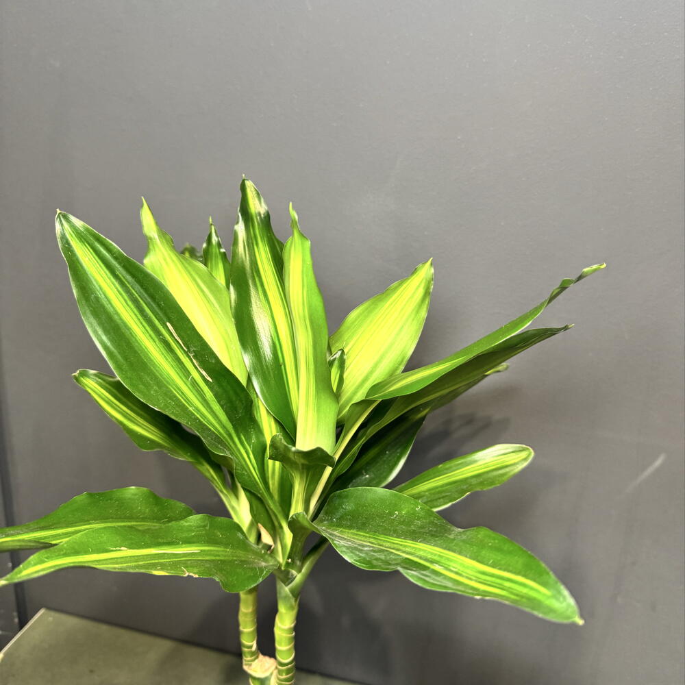 Драцена Маргината