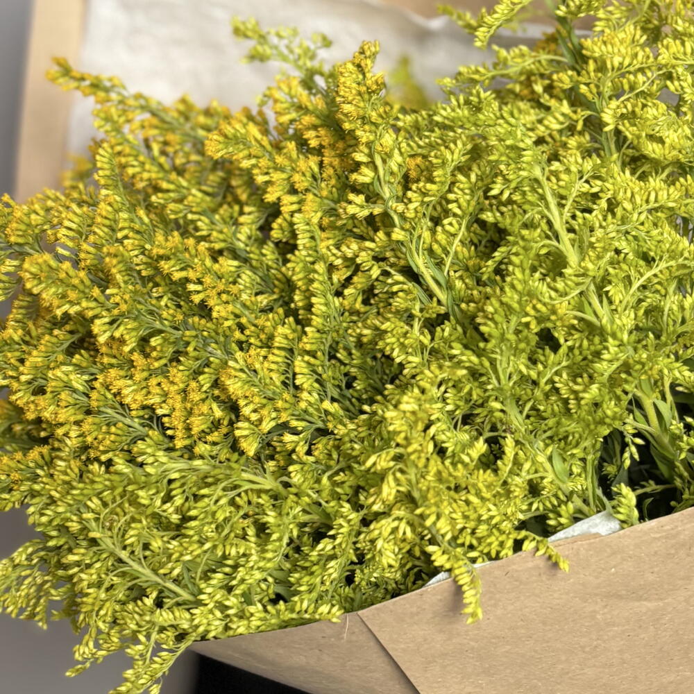 Моно букет из солидаго🌿