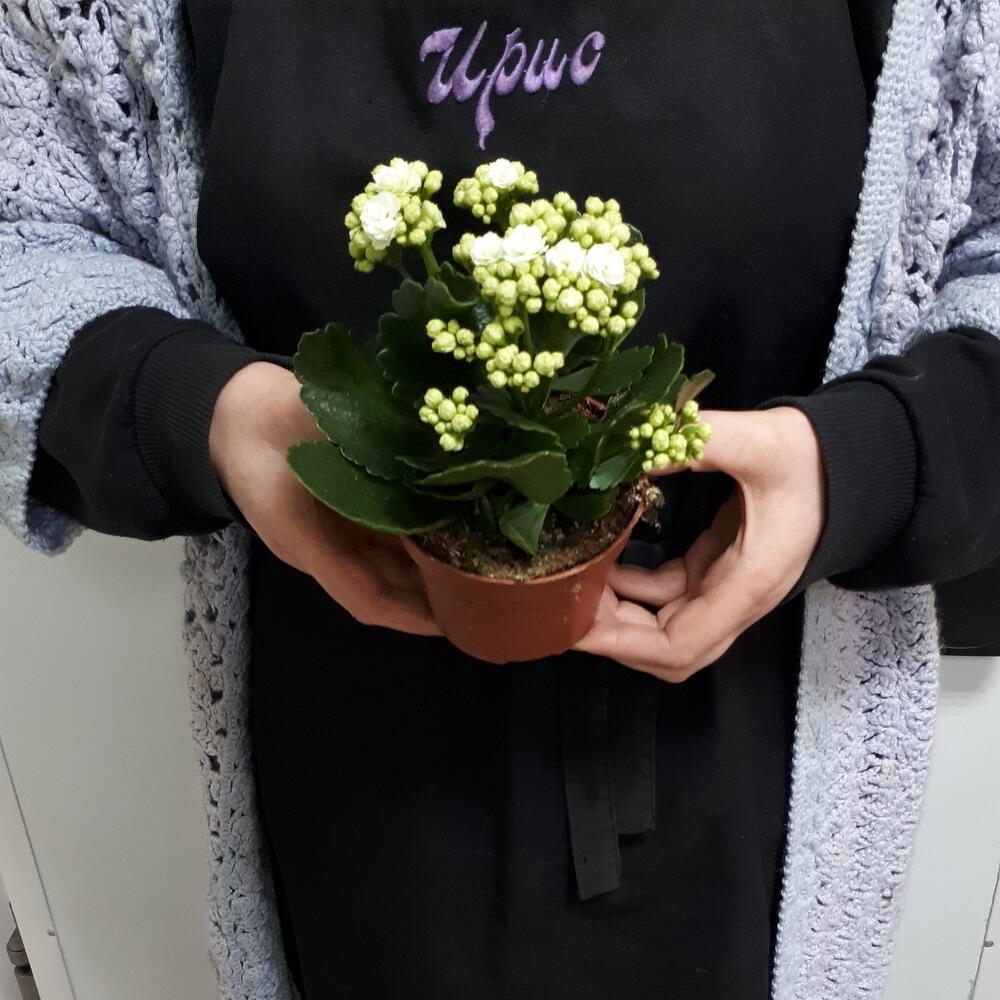 Каланхоэ
