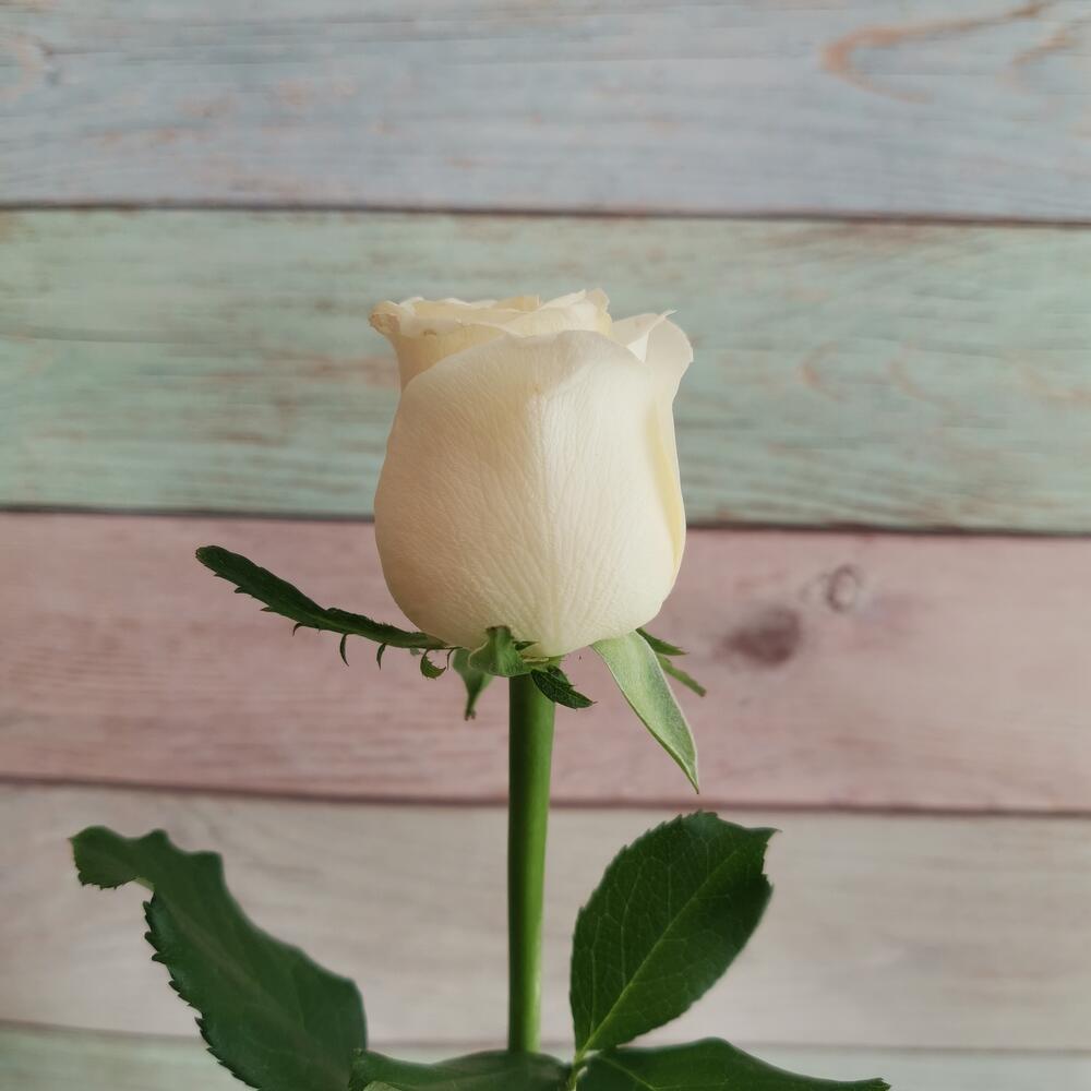 Rosa Ararat