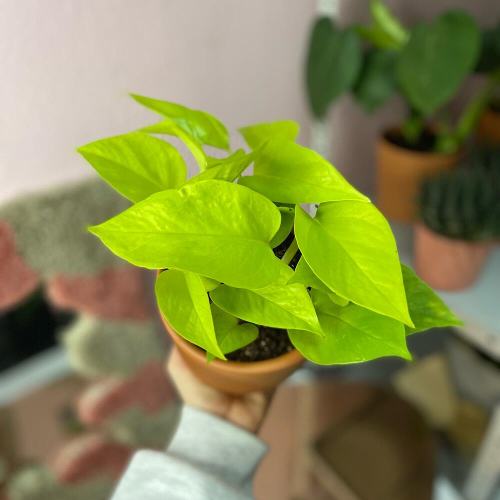 Epipremnum Pinnatum Neon 'Kujang's Flame' - Trailing - 4 Pot – Brumley &  Bloom