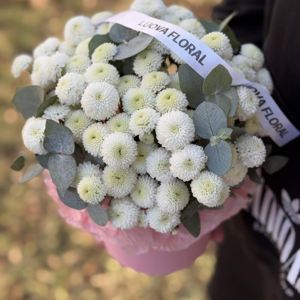 Chrysanthemum Newton in a box