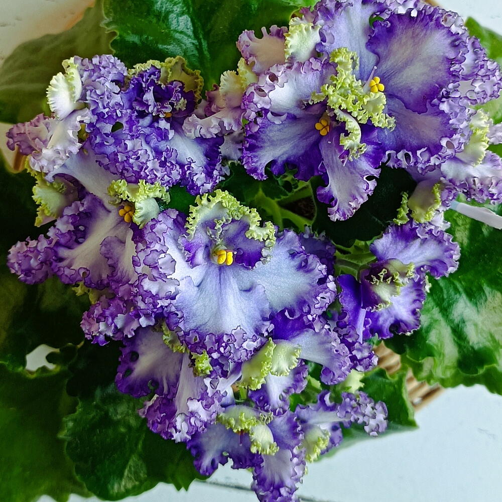 Фиалка Curly Ocean