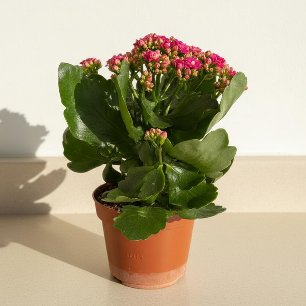 Kalanchoe houseplant