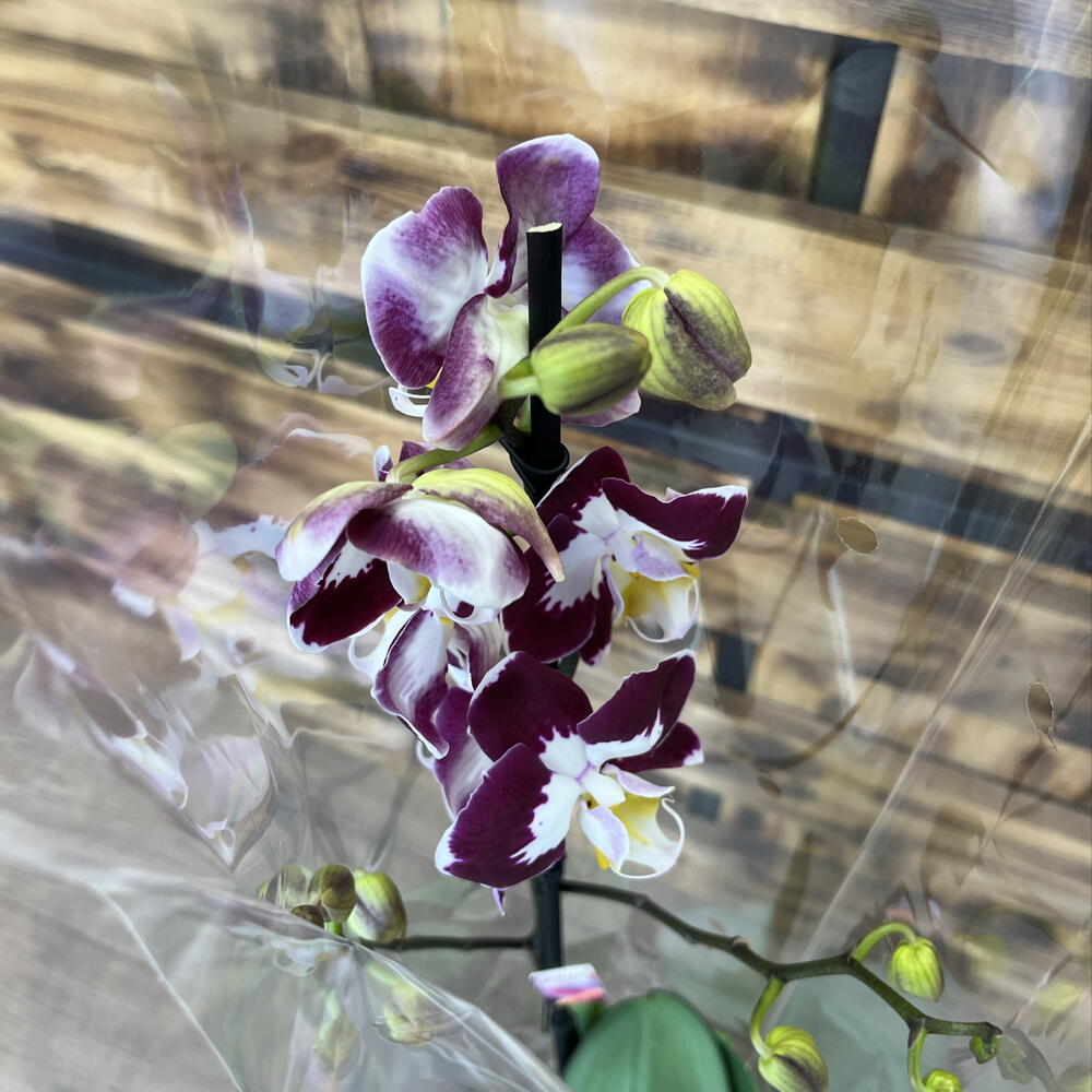 Орхидея в горшке фиолетово белая