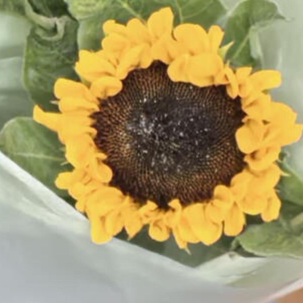 Подсолнух в оформлении 🌻