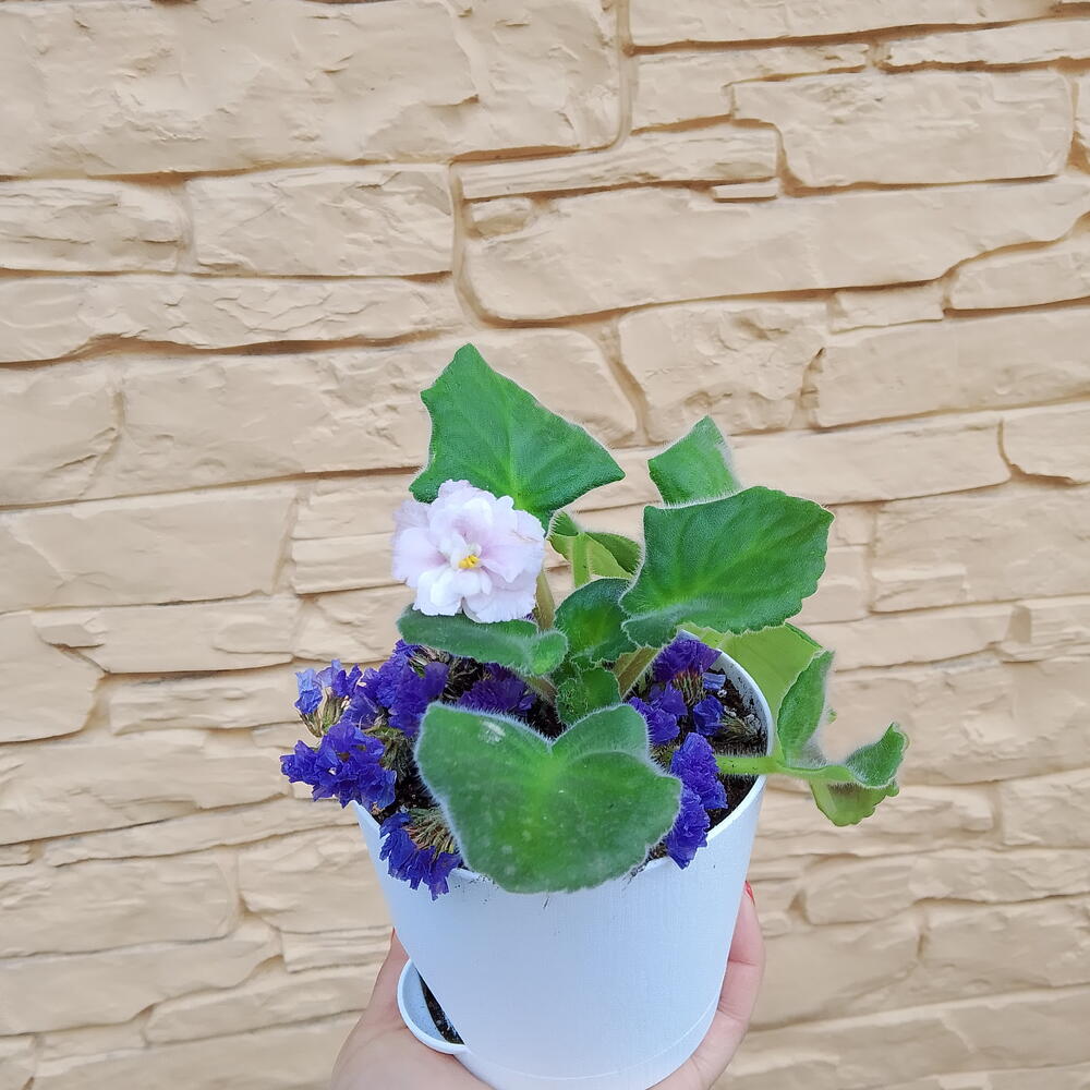 Фиалка 🌸