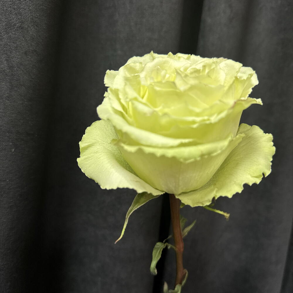 Роза для Марины