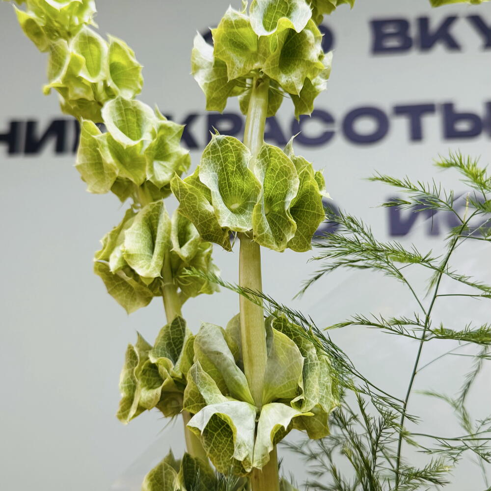 Букет «Подсолнух и Малюцела»