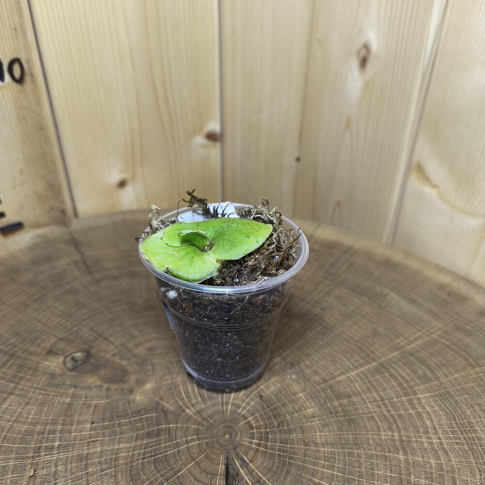 Платицериум Ридли Platycerium Ridleyi Silvery Dwarf