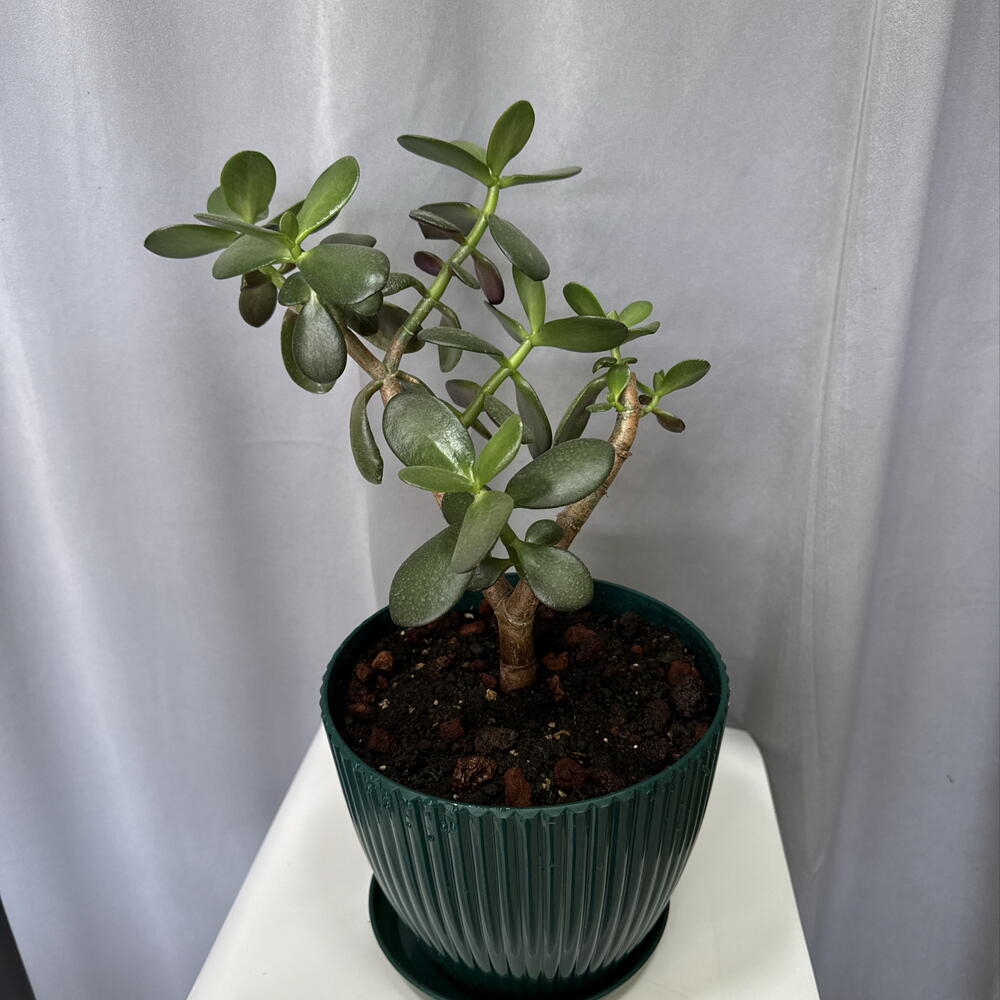 Крассула2