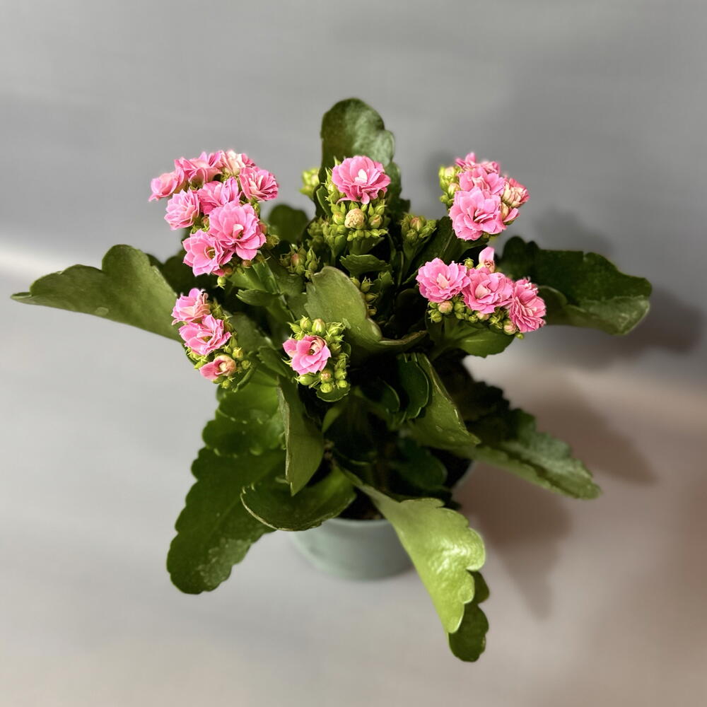 Каландива pink