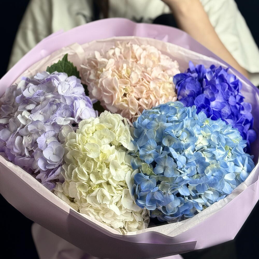 Гортензии