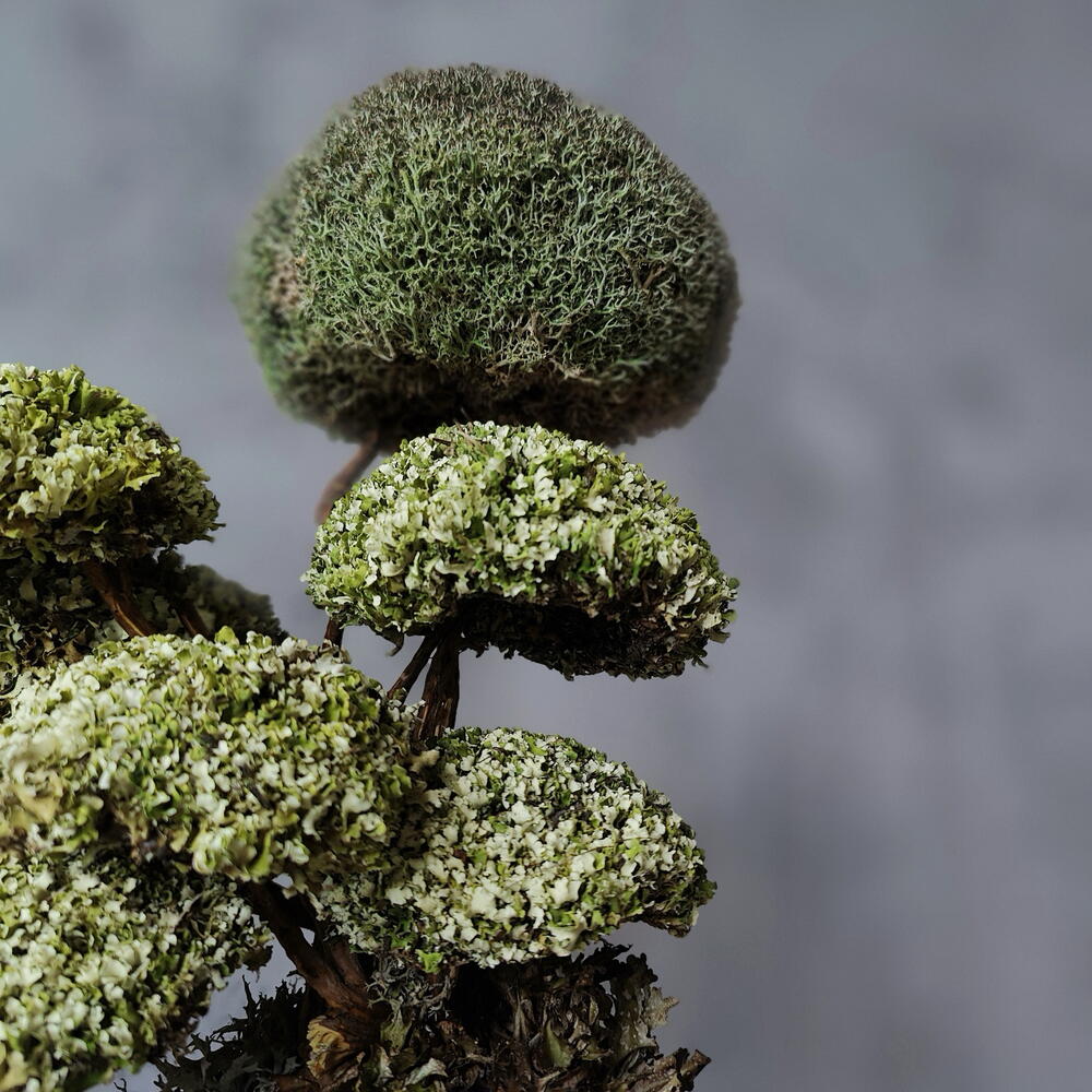 TAMYR — a tree that is given instead of flowers