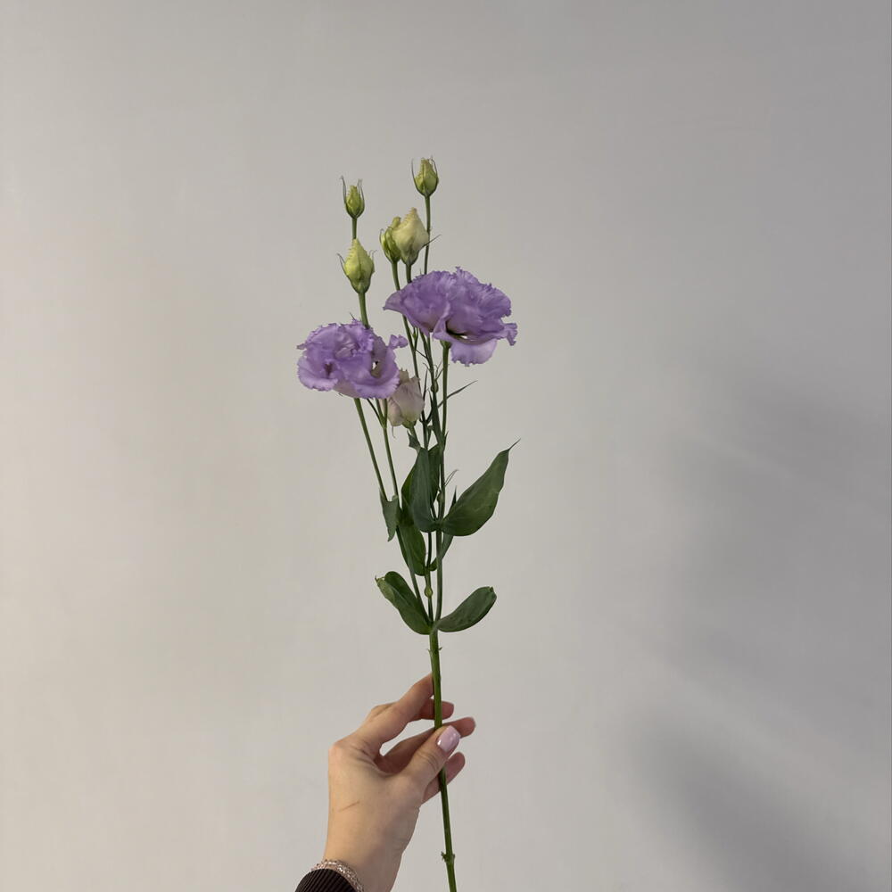эустома лавандовая 💜