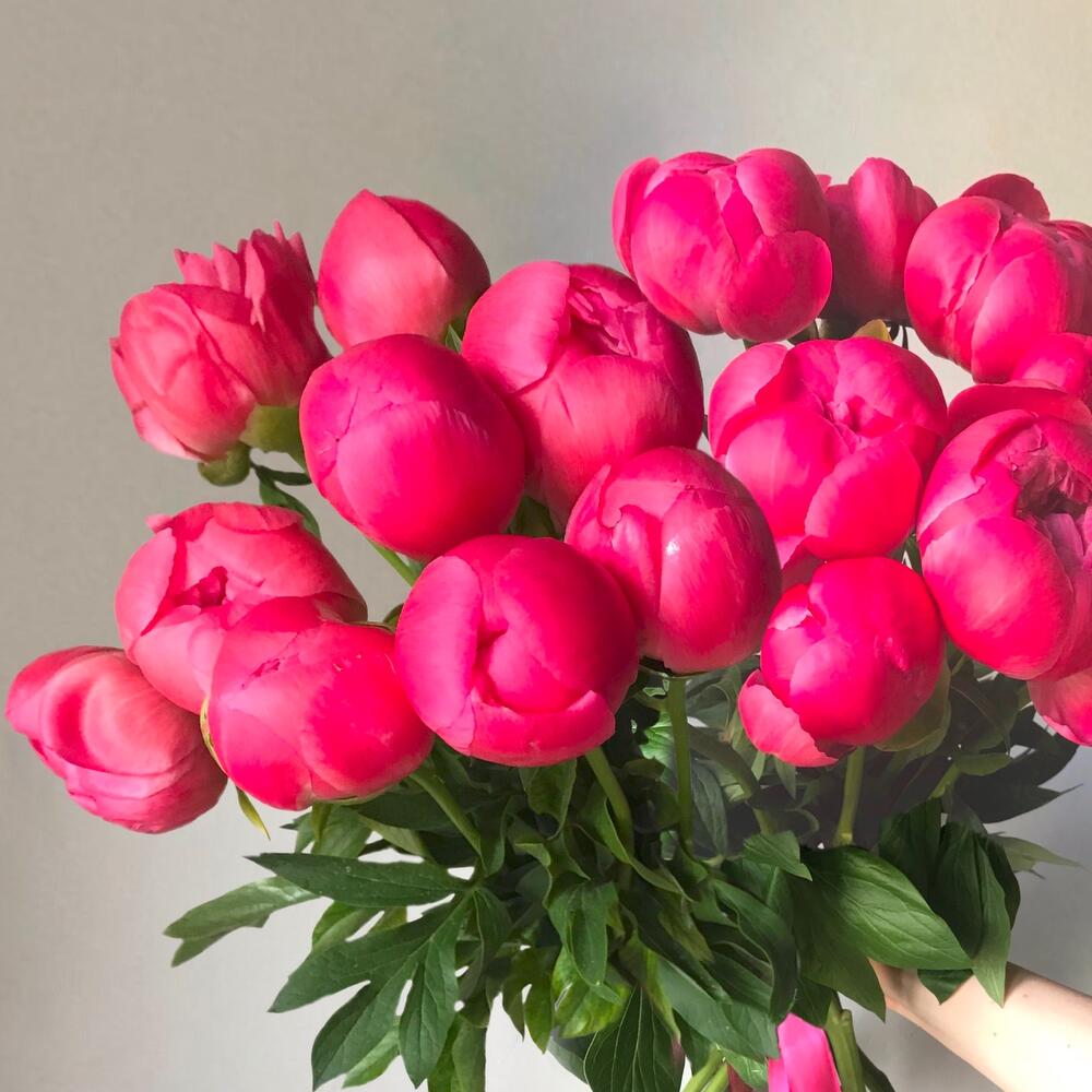 15 peonies - букет из 15ти коралловых пионов