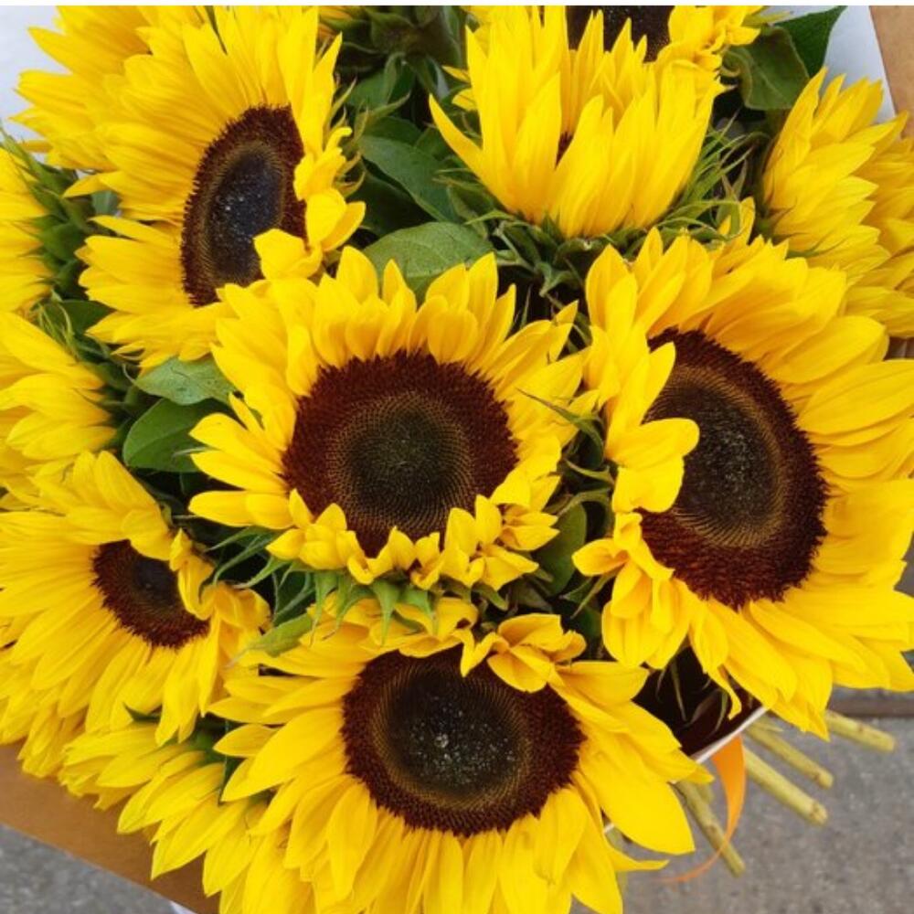 Букет из 15 подсолнухов
