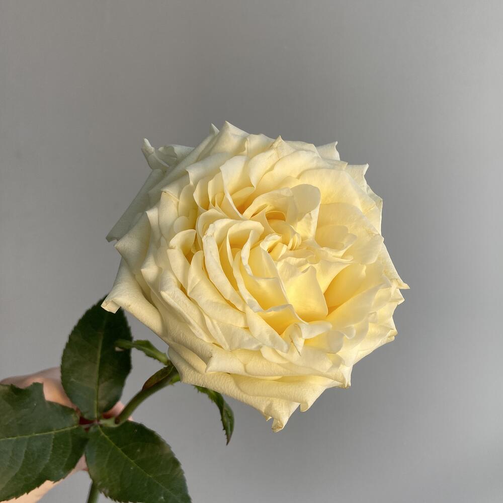 Роза Канделайт 💛