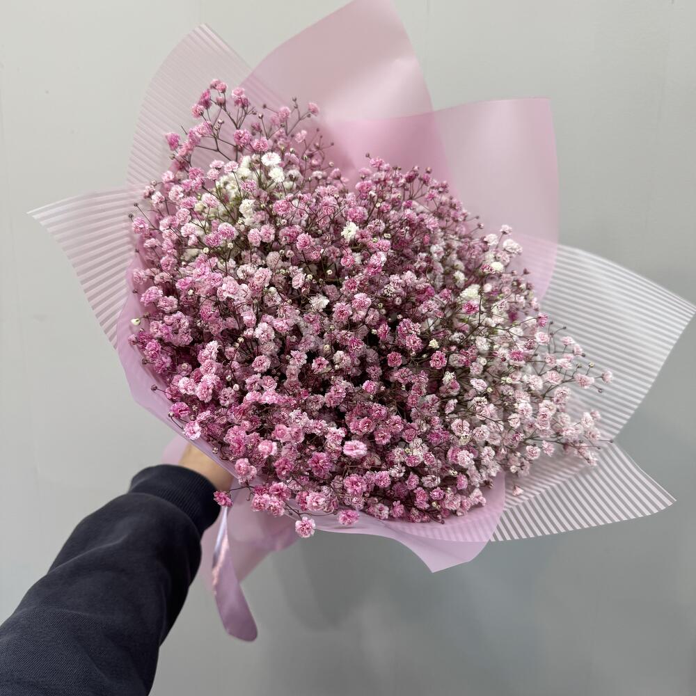 Gypsophila